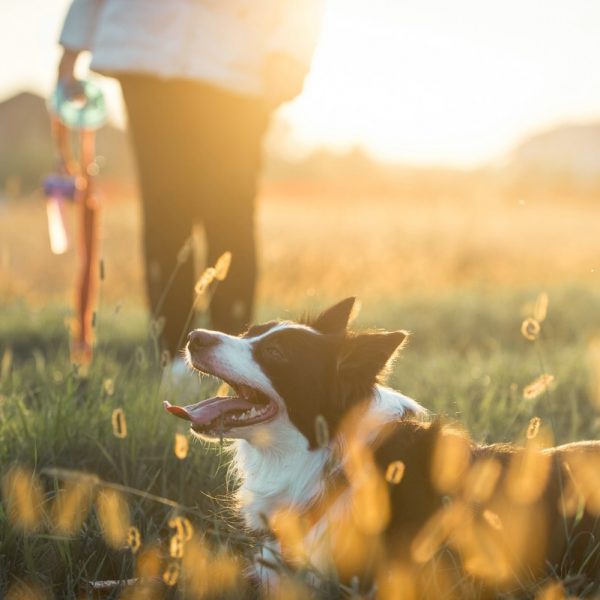 Frau geht mit ihrem Hund auf einer Wiese spazieren