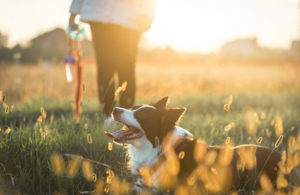 Frau geht mit ihrem Hund auf einer Wiese spazieren