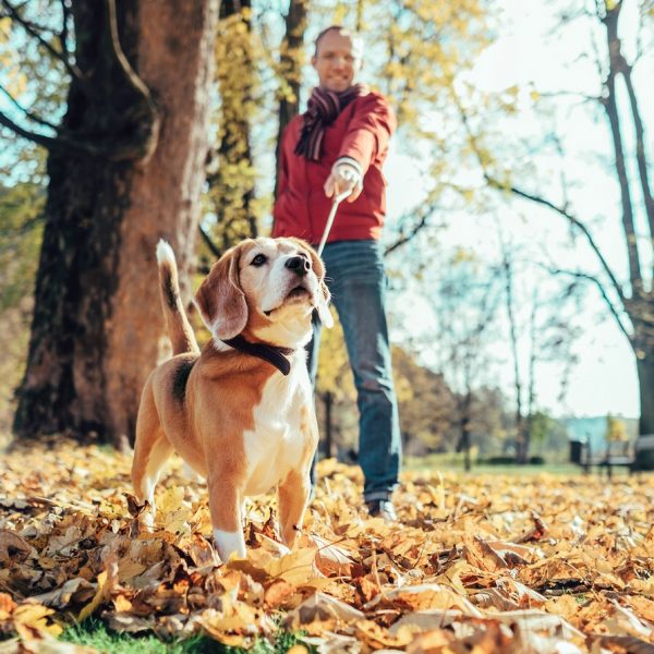 Mann mit Rotem Pullover geht mit Hund spazieren