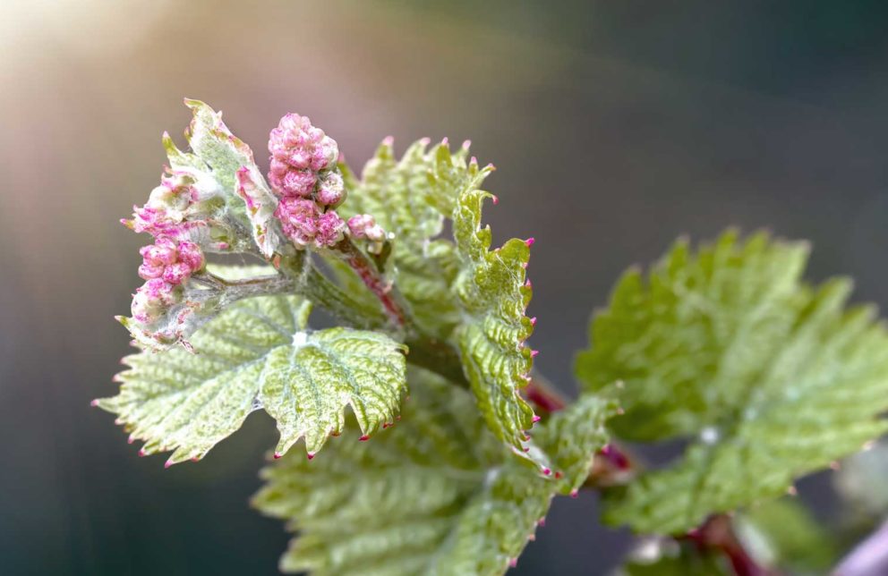 Weinblüte Nahaufnahme