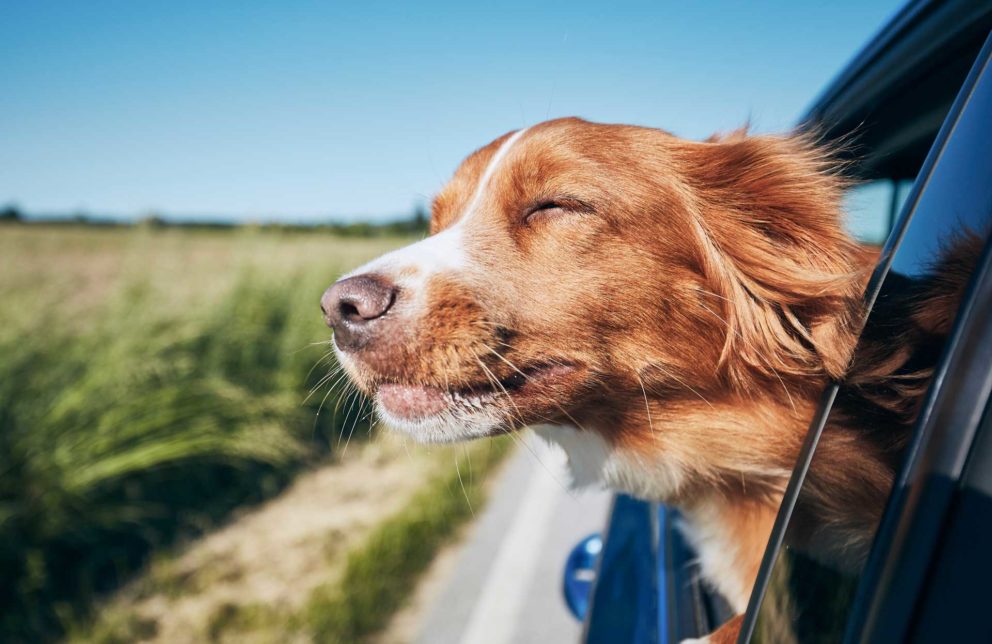 Hund genießt den Fahrtwind während er aus dem Auto guckt