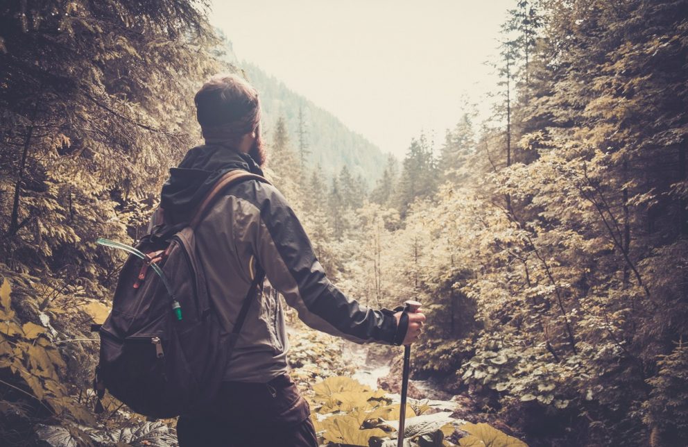 Wanderer im Harzwald